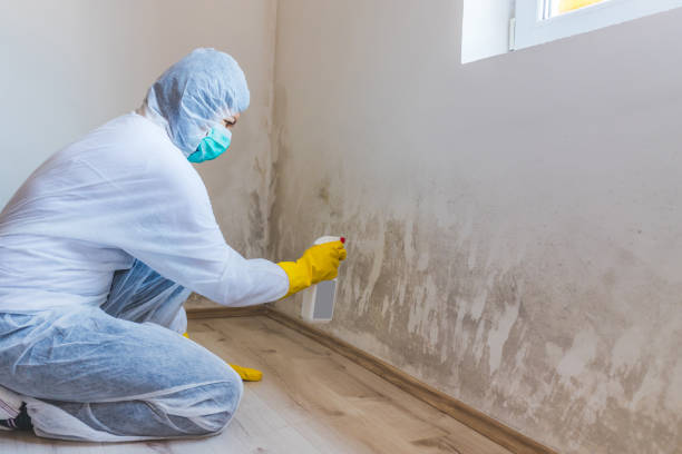 Licensed Mold Testing service in Saint Johns, FL - WQB Mold Removal
