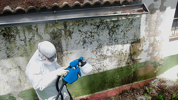 Top rated local Mold Testing specialists in Saint Johns, FL